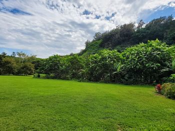 Scenic view of trees on field against sky