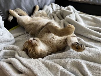 Close-up of cat sleeping on bed at home