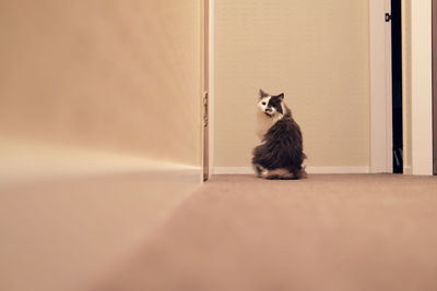 Cat sitting in the hallway at home.