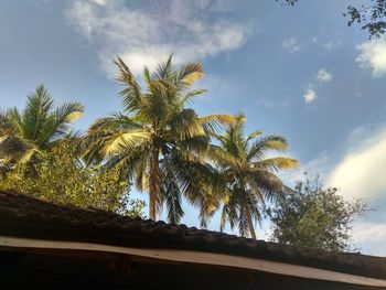 Low angle view of palm tree against sky