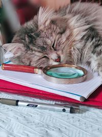 Close-up of cat lying on table