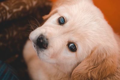 Close-up portrait of dog