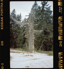 Trees in forest during winter