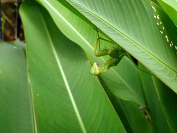 Close-up of insect on leaves