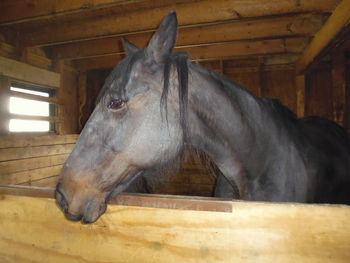 Close-up of horse in stable