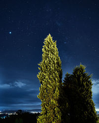 Low angle view of tree against sky at night