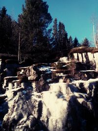 Trees in winter