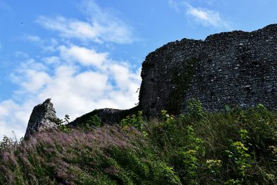 Low angle view of flowering plants against sky