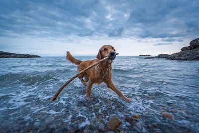 Dog playing on wet beach against sky