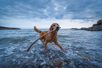 Dog fetching stick