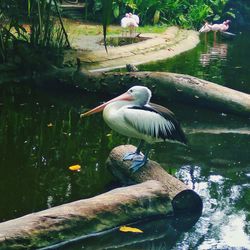Bird perching on a lake