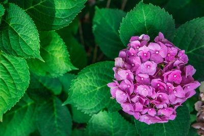 Close-up of fresh pink hydrangeas