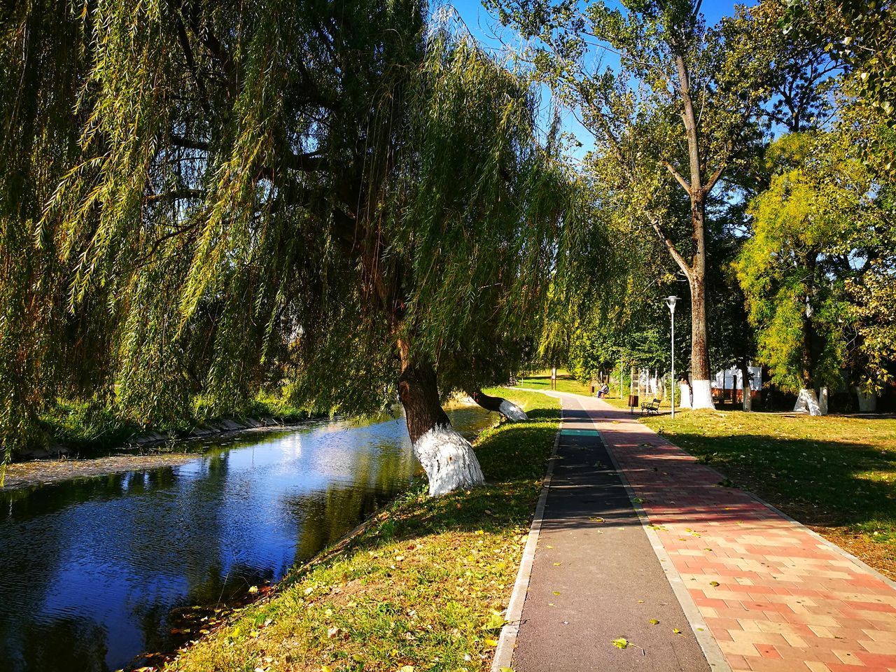 VIEW OF TREES IN PARK