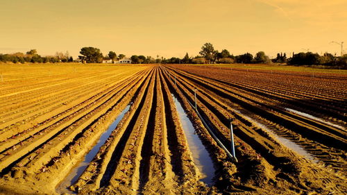 Scenic view of agricultural field against sky