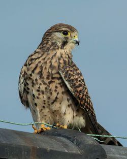 Low angle view of owl perching against clear sky