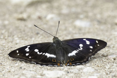 Close-up of butterfly