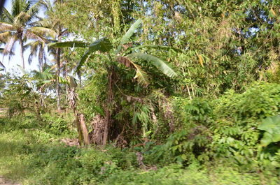 Trees growing in forest