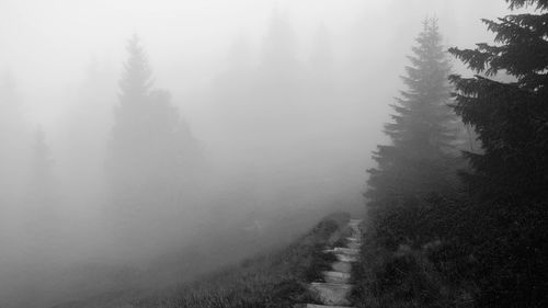 Trees on snow covered landscape in foggy weather