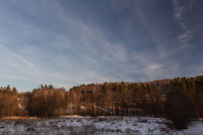 Trees on snow covered land against sky