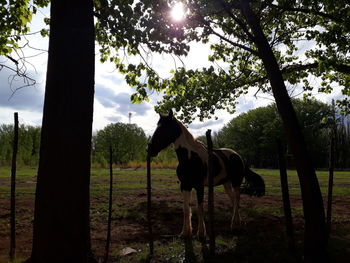 Horses standing in field against sky