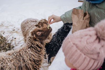 Woman feeding a sheep on sheep farm. farm life. domestic farm  animals