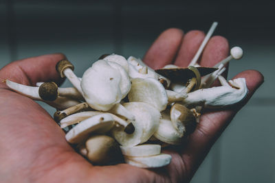 Cropped hand holding edible mushroom at home