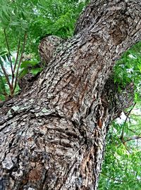 Tree trunk in forest