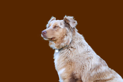 Portrait of australian shepherd dog profile on brown background, copy space