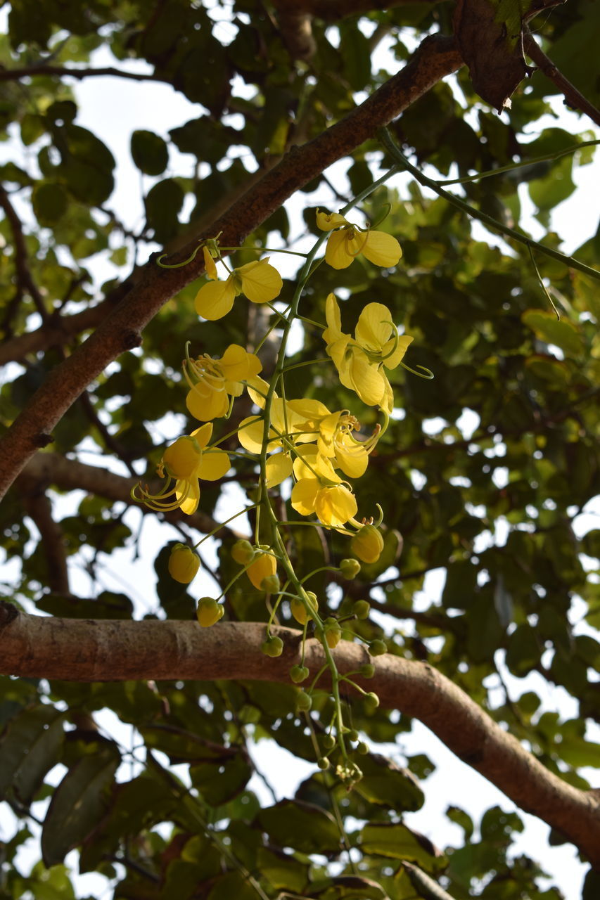 LOW ANGLE VIEW OF YELLOW FLOWERING PLANT
