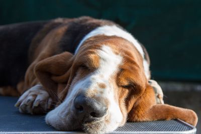 Close-up of dog sleeping