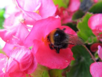 Close-up of bee on pink flower