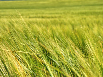 Unripe cereals. field in sunny day. wheat, oat, rye, barley - unripe field of agricultural crop