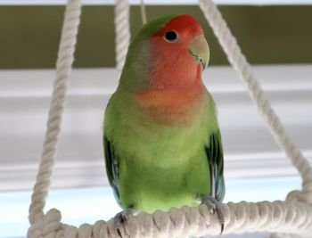Close-up of parrot, bird,  free in a house 