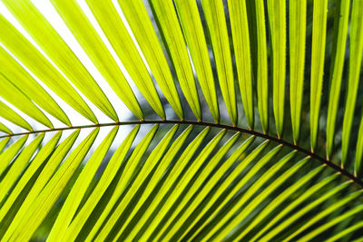 Full frame shot of palm leaves