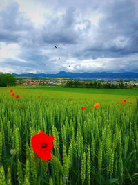 Scenic view of field against cloudy sky