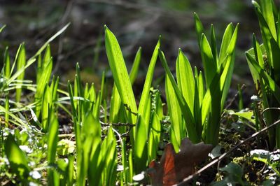 Close-up of fresh green plants on field