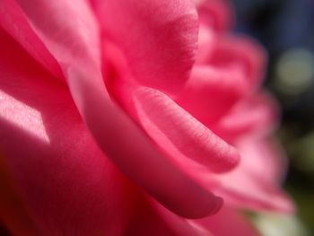 Close-up of pink rose flower