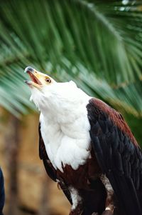 Close-up of eagle perching on branch