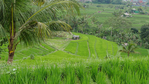 Scenic view of palm trees on field