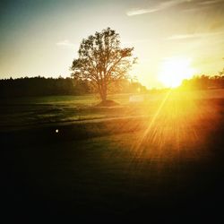 Sun shining through trees on field