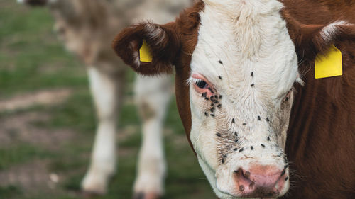 Close up of cow with ear tags looking at camera