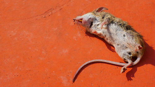 High angle view of dead rat red footpath