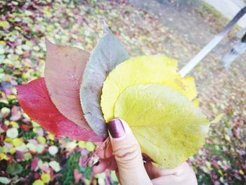 Close-up of person holding leaf