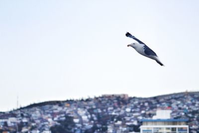 Seagull flying against clear sky