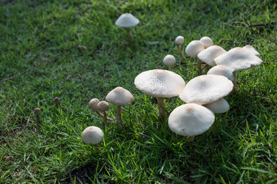 Close-up of mushrooms growing on grass