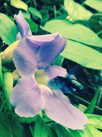 Close-up of flower