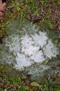 Close-up of plants in forest