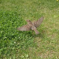 High angle view of bird flying over field