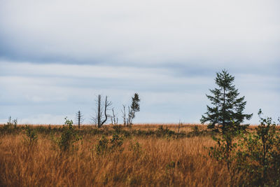 Plants on field against sky