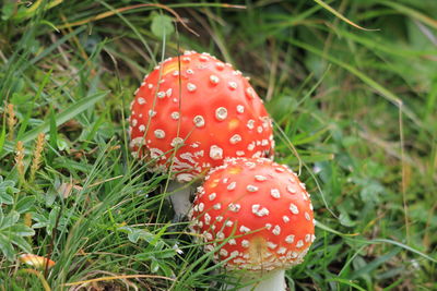 Close-up of fly agaric mushroom on field